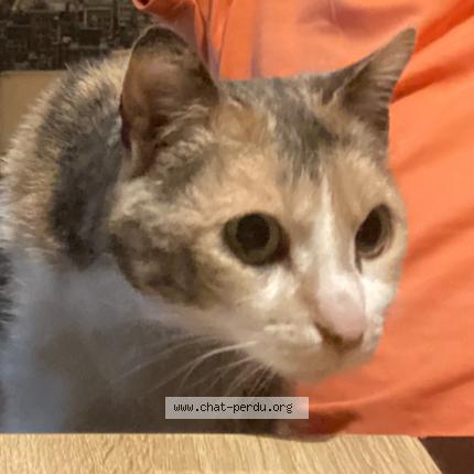 Photo 1/1 Bébé chat Chat lost in Fleury sur orne