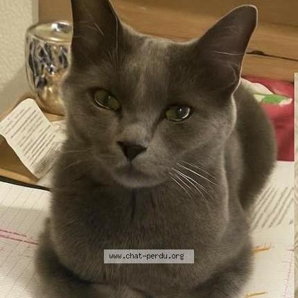 Photo 1/1 Jojo Chat lost in Dijon