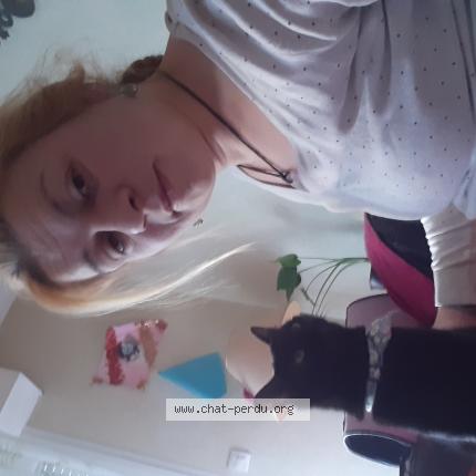 Photo 2/2 Comette Chat lost in Montebourg