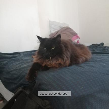 Photo 1/1 gregory yvert Chat lost in Thonon les bains