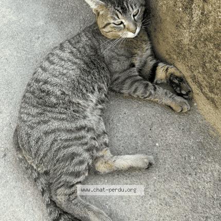 Photo 1/1 Haylaz Chat lost in Saint fons venissieux