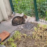 Picture of cat found at Nancy