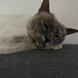 Picture of cat found at Begles