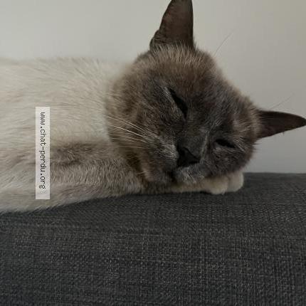 Photo 1/3 Found cat Found in Begles