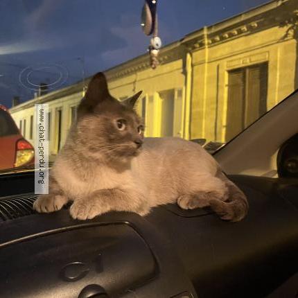 Photo 2/3 Found cat Found in Begles