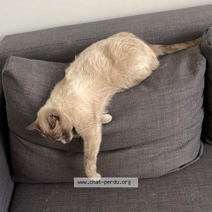 Photo 3/3 Found cat Found in Begles