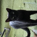 Picture of cat found at Montpellier