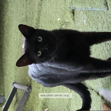 Photo 1/1 Found cat Found in Montpellier