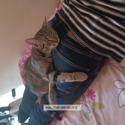 Photo 1/1 Maxou Chat lost in Montreuil