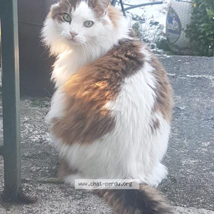 Photo 1/1 Velours Chat lost in Linas montlhery