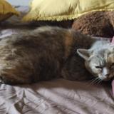 Picture of cat lost at 54560 Anderny