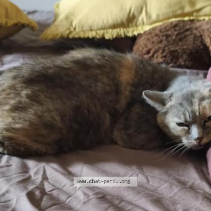 Photo 1/1 Cat reunited Lost in 54560 anderny