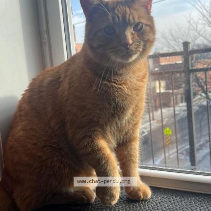 Photo 1/1 Appolon Chat lost in St hubert