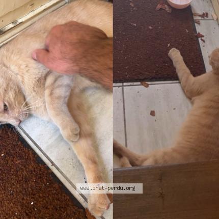 Photo 1/1 Found cat Found in Soyaux