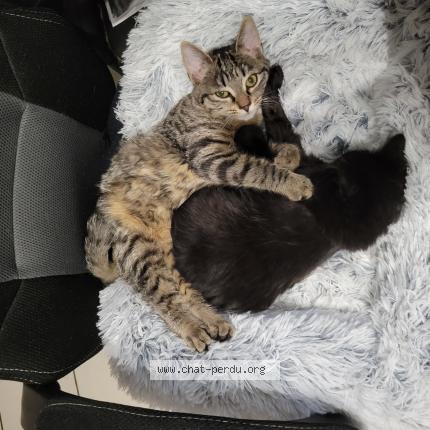 Photo 1/1 Pompy Chat lost in Bouin