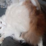 Picture of cat lost at Saint Macaire Du Bois