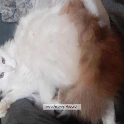 Photo 1/1 CHOUPETTE Chat lost in Saint macaire du bois