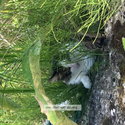 Photo 1/1 Blueblue Chat lost in Couches