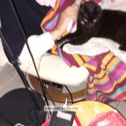 Photo 1/1 Sasha Chat lost in Aubignan