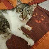 Picture of cat lost at Lessy