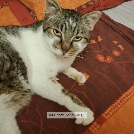 Photo 1/1 Duma Chat lost in Lessy