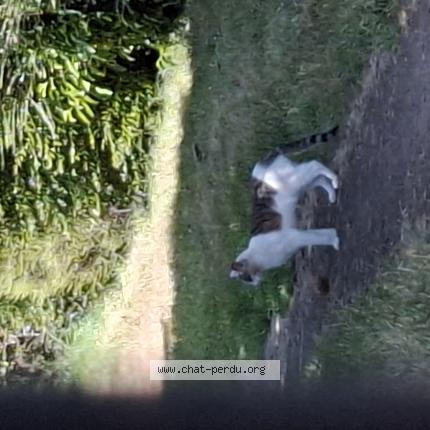 Photo 1/1 Found cat Found in Plerin