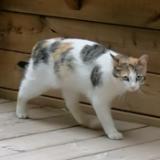 Picture of cat lost at Milhaud