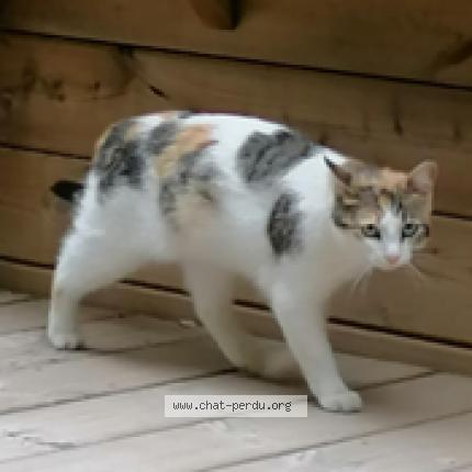 Photo 1/1 NOUGATINE Chat lost in Milhaud