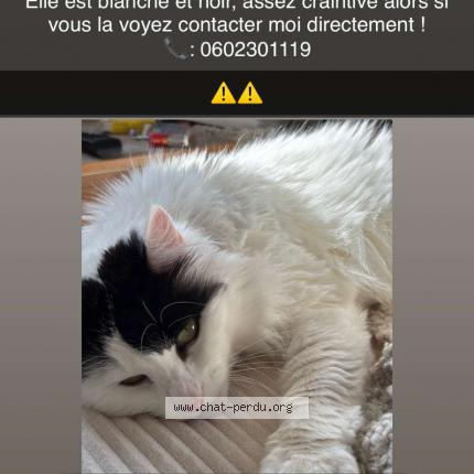 Photo 1/1 Sanka Chat lost in Monfort lamory