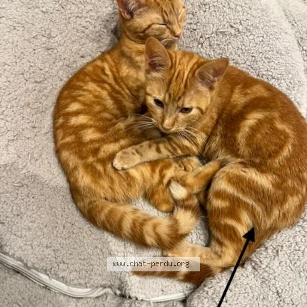 Photo 1/1 Miaw Chat lost in Bagneux