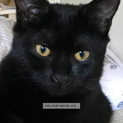 Photo 1/1 Noiraude Chat lost in Velizy villacoublay