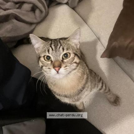 Photo 1/1 Anoki Chat lost in La tour de salvagny