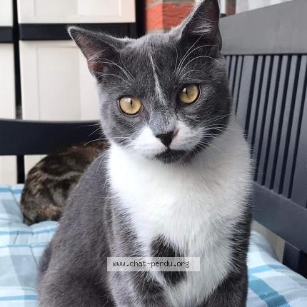 Foto 1/1 Kat teruggevonden Vermist in Zaventem