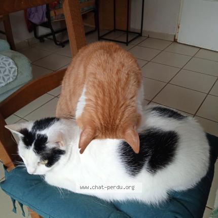 Photo 1/1 Guizmo Chat lost in La roche sur yon