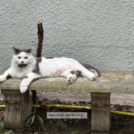 Photo 1/1 Carmen Chat lost in Sainte marthe sur le lac