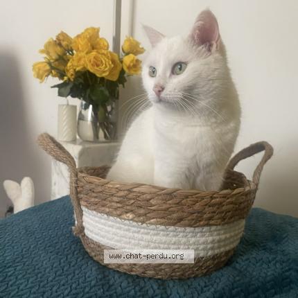 Photo 1/1 Buddha Chat lost in Reims