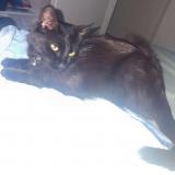 Picture of cat lost at Merignac