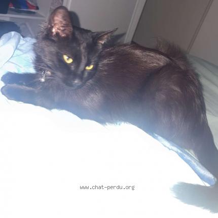 Photo 1/1 Cookie Chat lost in Merignac