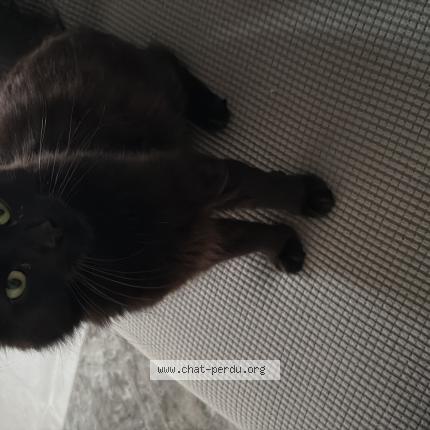 Photo 1/1 Gayette Chat lost in Tremblay en france