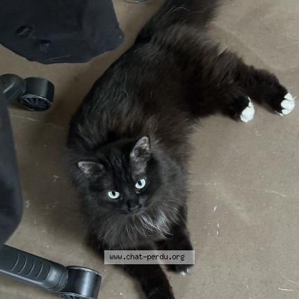 Photo 1/1 Prada Chat lost in Paris