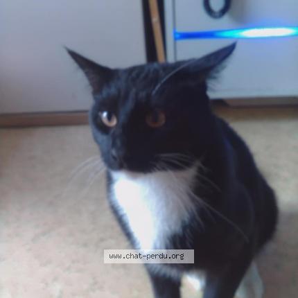 Photo 1/1 Tigrou Chat lost in Creil