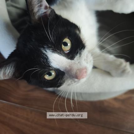 Photo 1/1 Shadow Chat lost in Wauthier braine