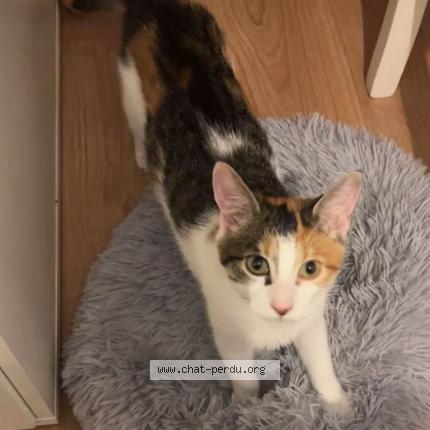 Photo 1/1 Freya Chat lost in Angers