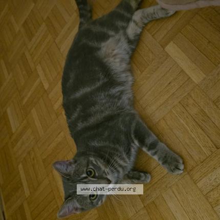 Foto 1/1 Wiedergefundene Katze Verloren in Le Grand Saconnex