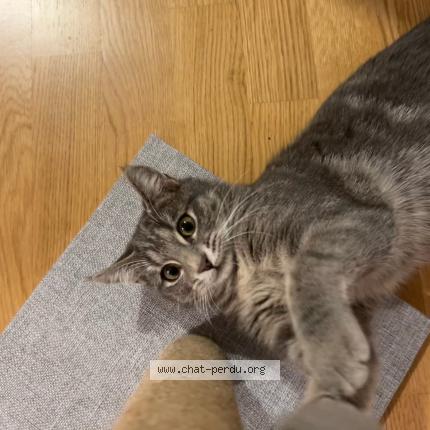 Photo 1/1 Zaza Chat lost in Puidoux