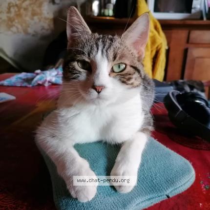 Photo 1/1 Yusu "youzou" Chat lost in Guigny