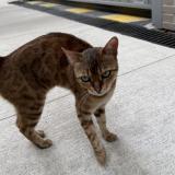 Picture of cat found at Ramonville Saint Agne