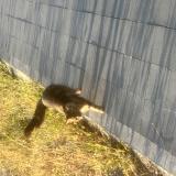 Picture of cat found at Saint Jacques De La Lande