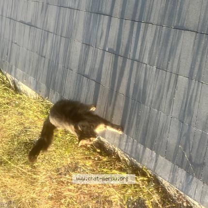 Photo 1/1 Found cat Found in Saint jacques de la lande