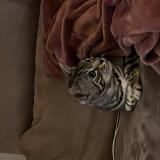 Picture of cat lost at Vincennes